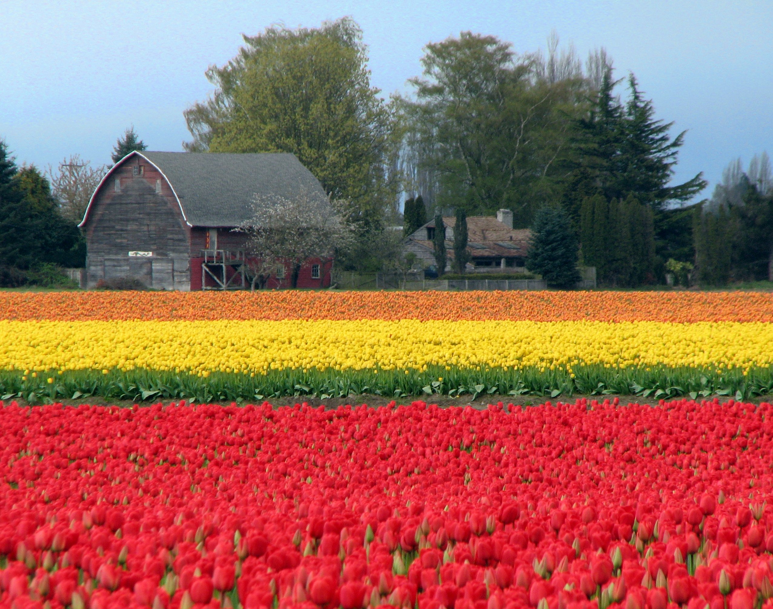 Our Move to Seattle Tulip Festival IMG_5773